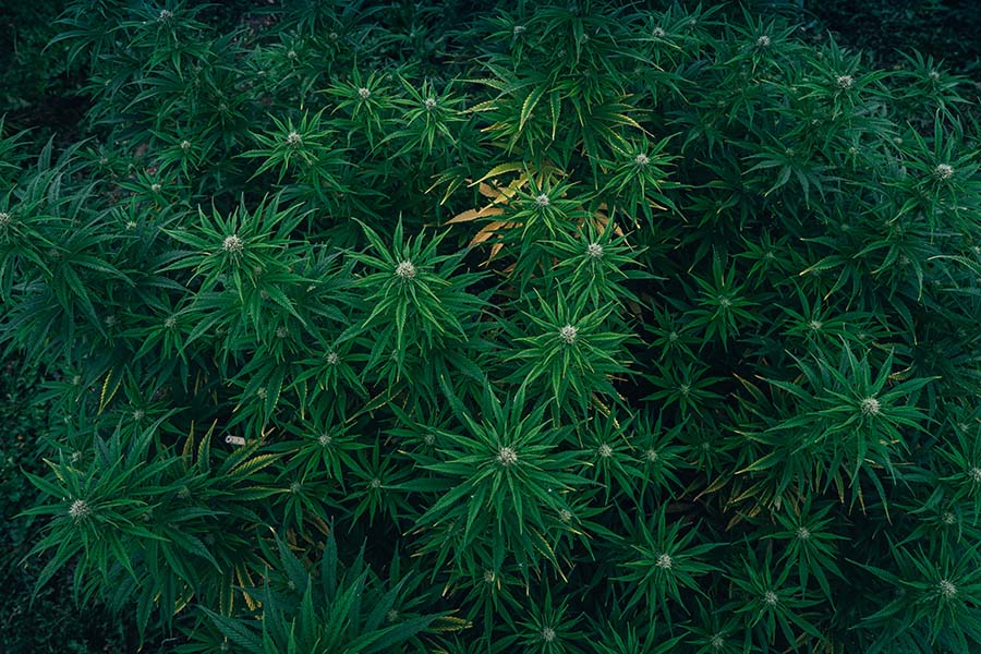luscious green cannabis field top view