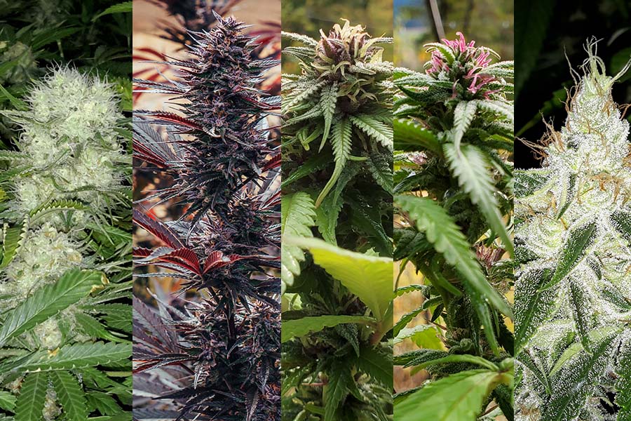 five different close up pictures of cannabis flowers