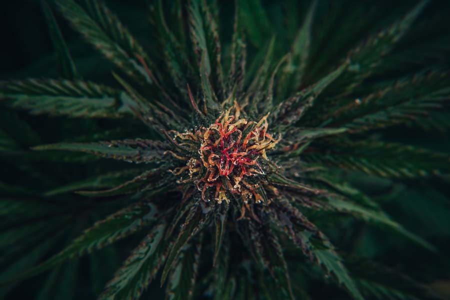 wet cannabis flower with bright orange and red hairs protruding from bud