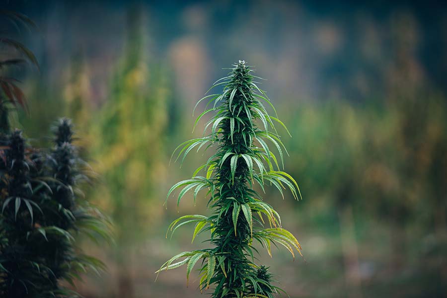 long narrow hemp flower in the middle of hemp field