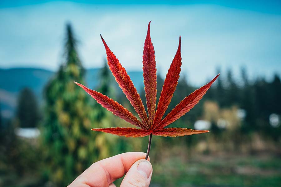 hand holding red cannabis leaf with hemp field in rear