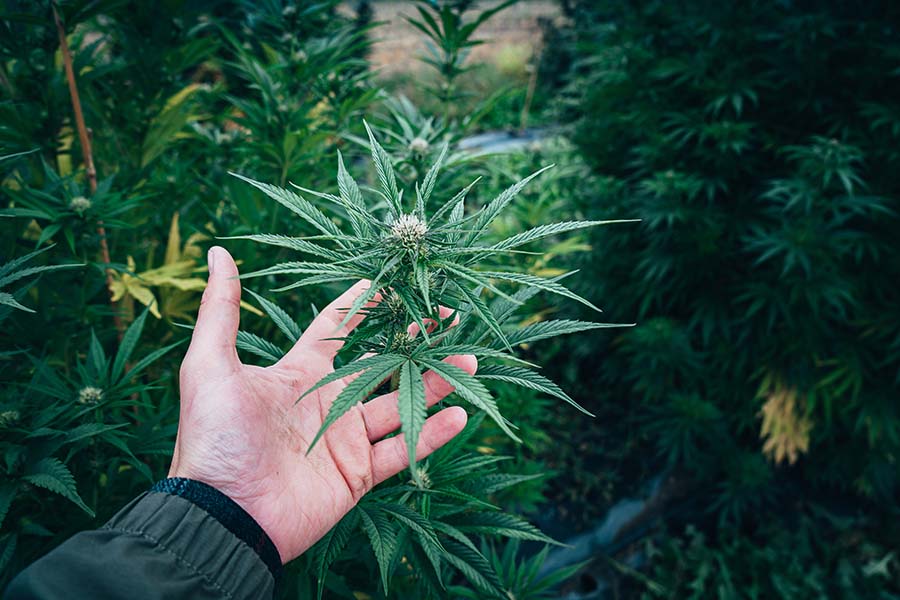 hand outreached interlocked with cannabis plant
